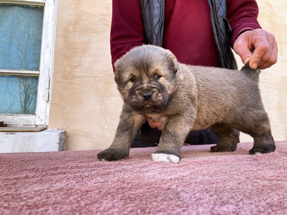 Щенок Кафказского Алабая ( чистокровный