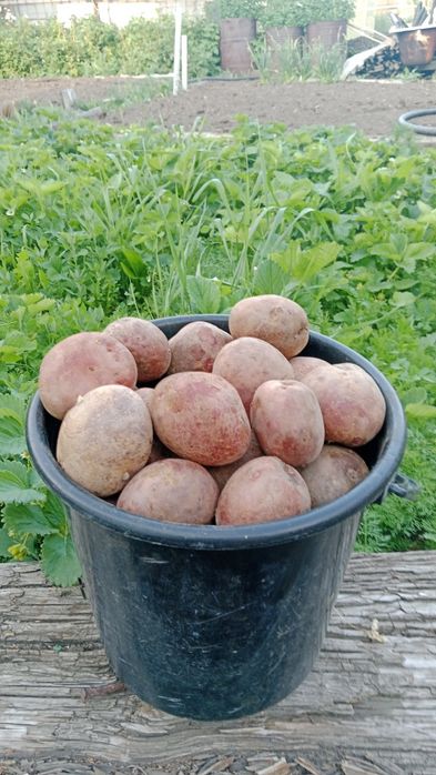 Продам дачную картошку