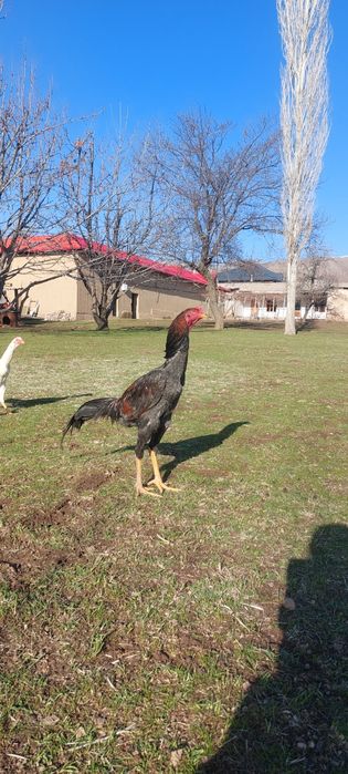 Хурозлар сотилади