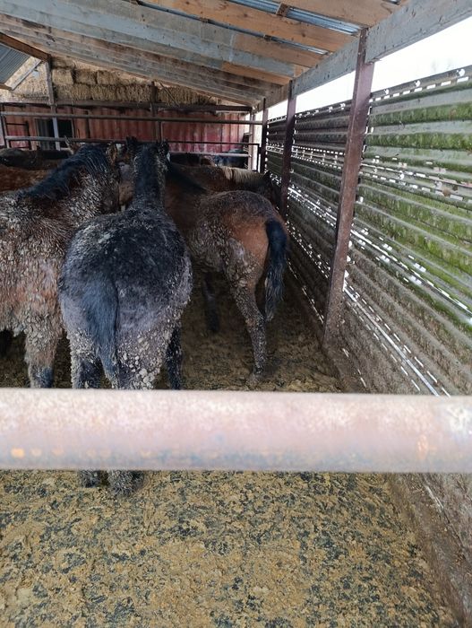 Жылқы,Тай,Бие,Байтал,Құнан