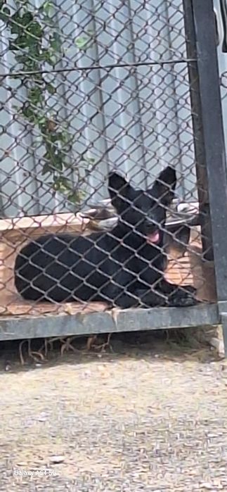 Щеночек 7 месяцев в добрые руки