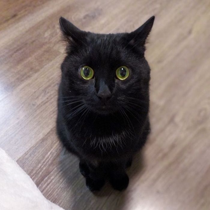 Кошечке нужен дом