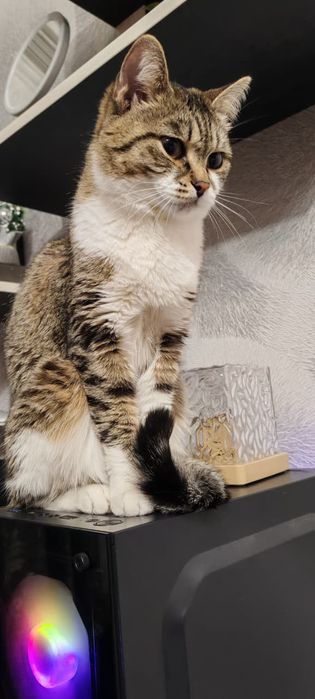 Отдаётся кошечка