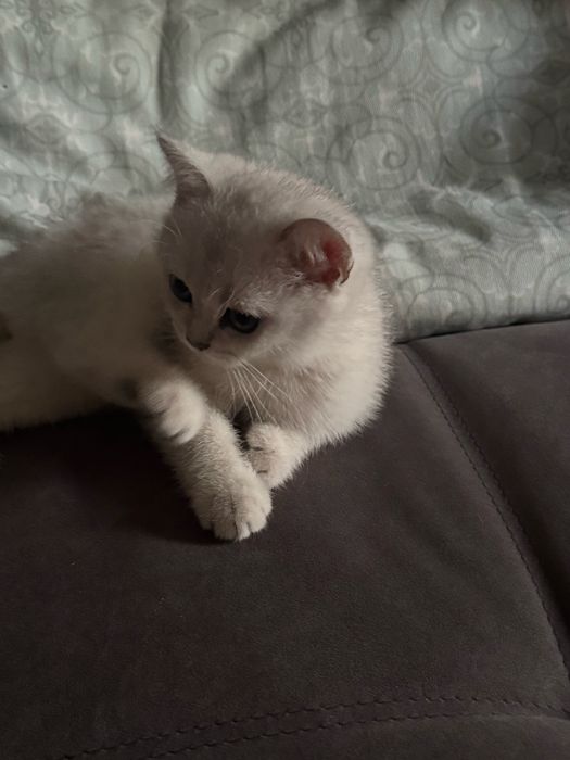 Маленькая кошечка Скоттиш-страйт