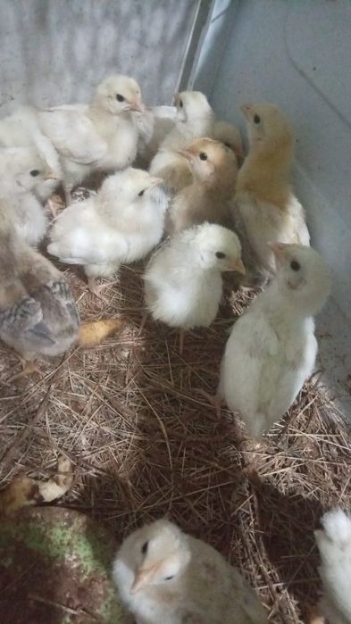 Цыплята домашние