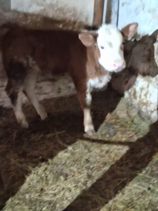 Vand juninca baltata românească a 2a fătare Fatata de 5 săptămâni