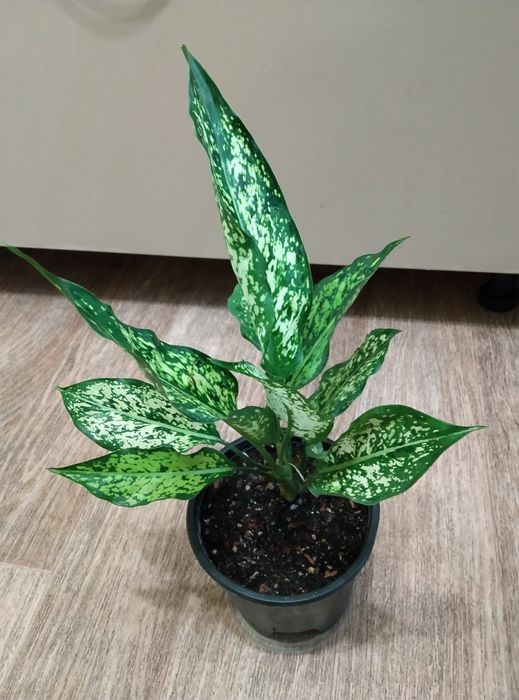 Комнатные растения