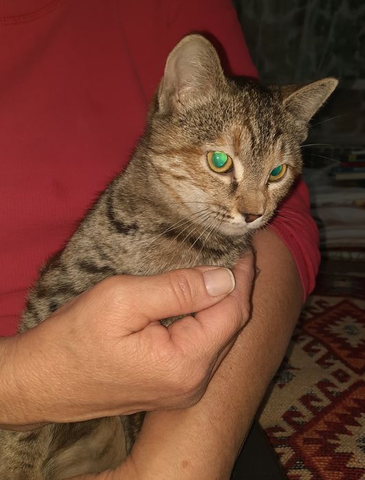 Котенок, ищет дом