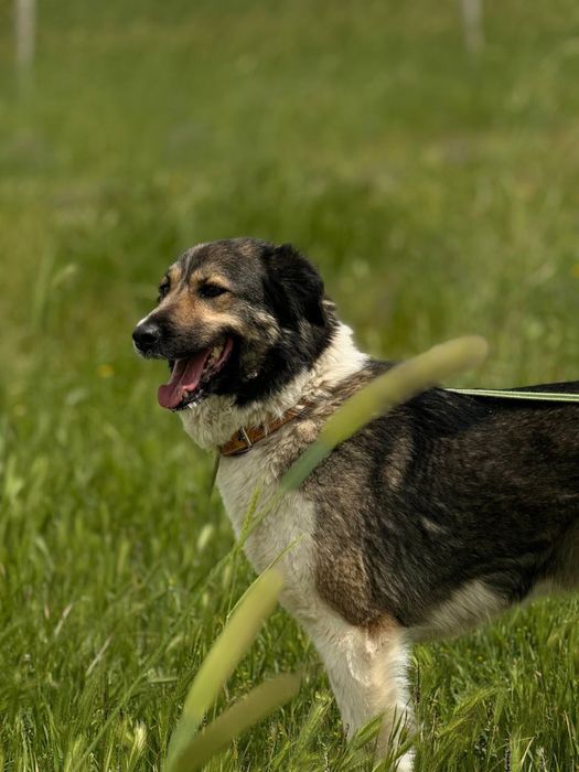 Не покупай! Возьми с приюта! Привитые и кастрированые!