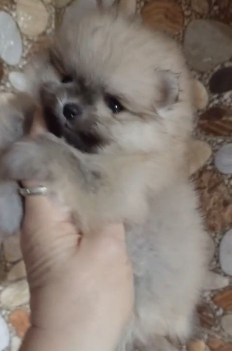 Щенки шпица мини