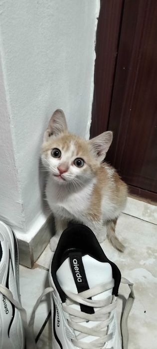 Motănel , 2luni se oferă spre adoptie