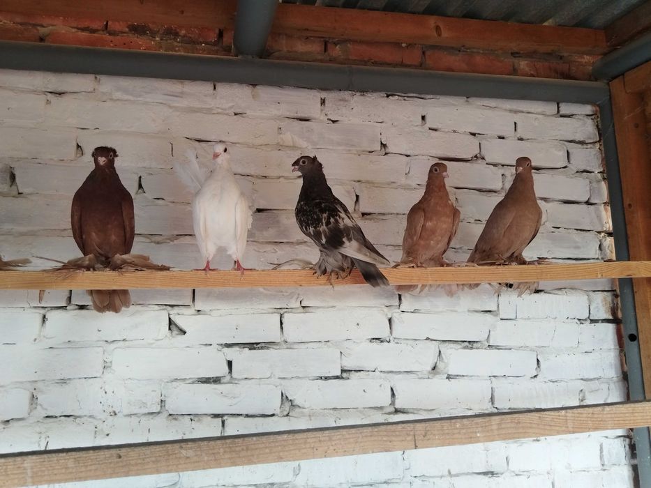 Продам голубя...