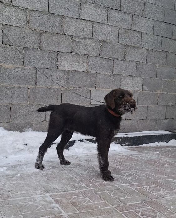 Продам щенка дратхаар