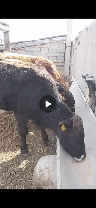 Бұқа бык сатылады подсос бычки