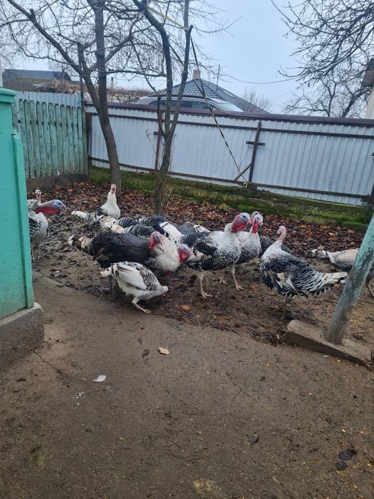 Curci și curcani de vanzare