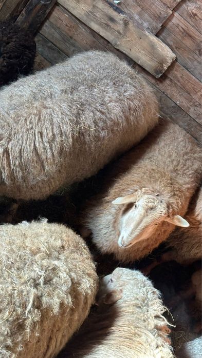 Продам барашек .,кошкара племенного