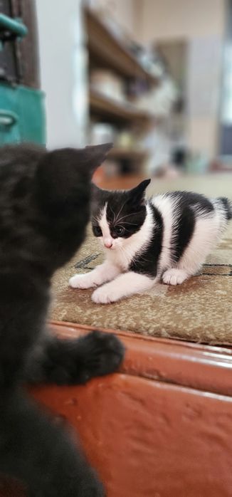 Бесплатно,  котята