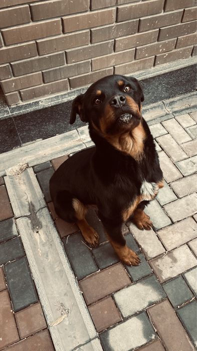 Ротфилер 9 айлық команда аздап біледі