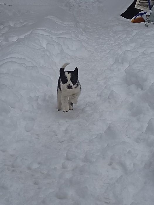 Отдам в добрые руки щенят