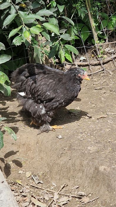 Familii Brahma, pui si rate schimb cu gaste sau bibilici