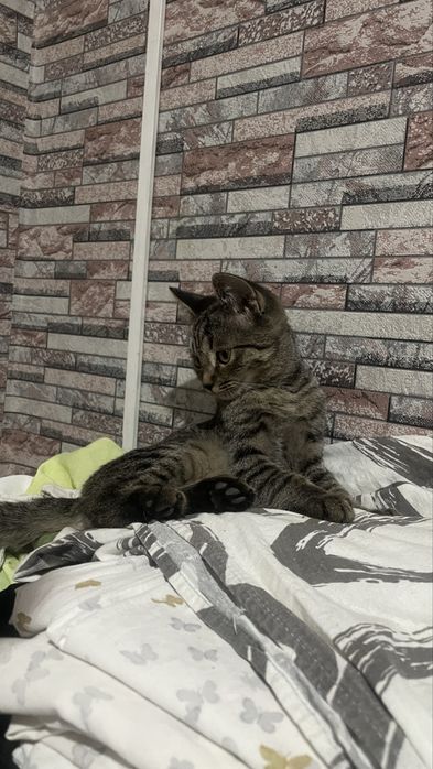 Котята бесплатно