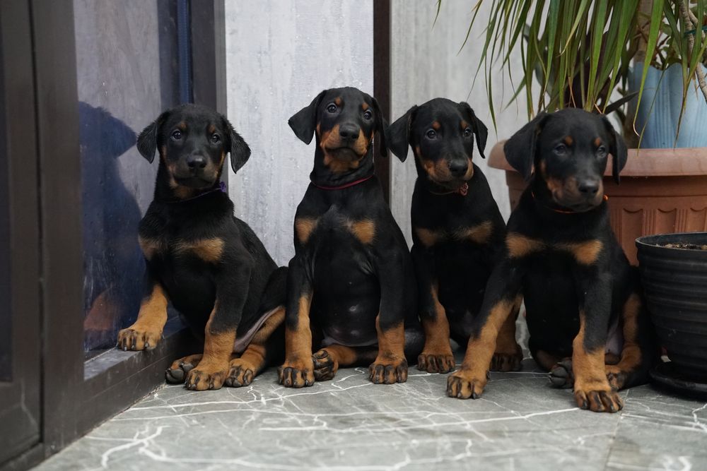 Предлагаются к продаже щенки добермана.