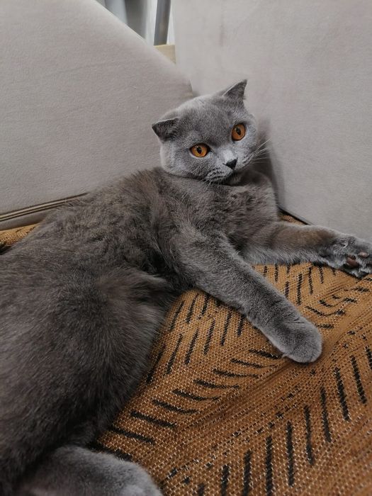 Отдадим в хорошие, добрые руки