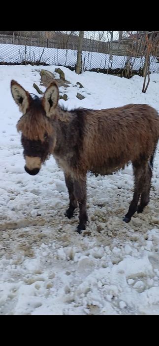 Pui de magar de vanzare