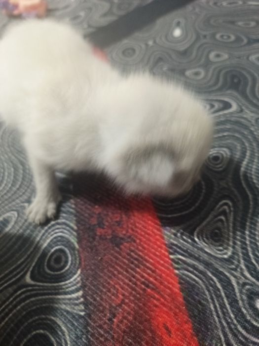 Продам двухнедельных котят