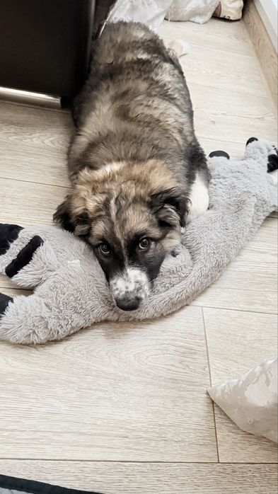 Щенок мальчик 3 мес