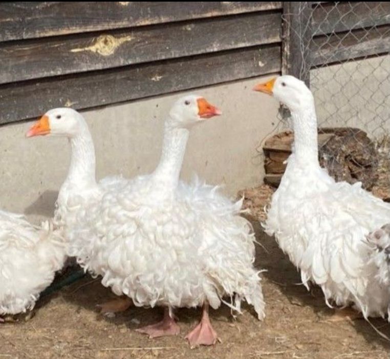 Пародали гоз тухумларига заказ оламиз