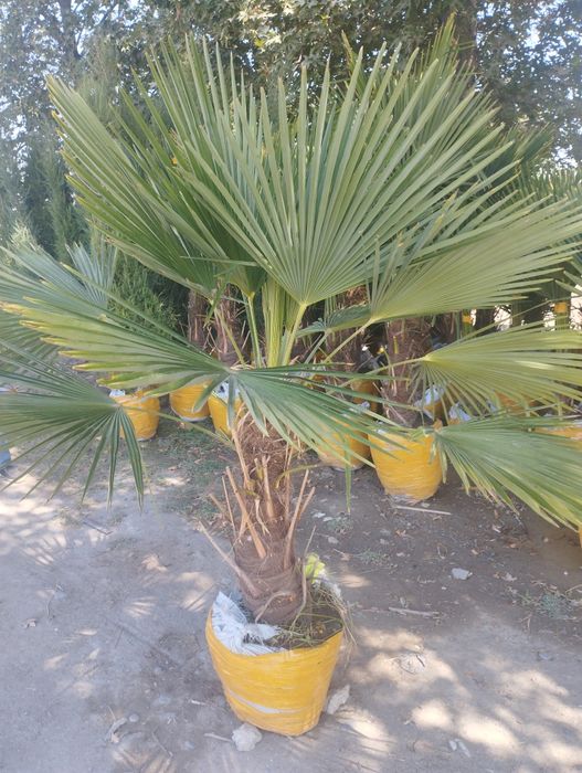 Газон ланшаф ишлари килмиз гарантийаси бор Самарканд