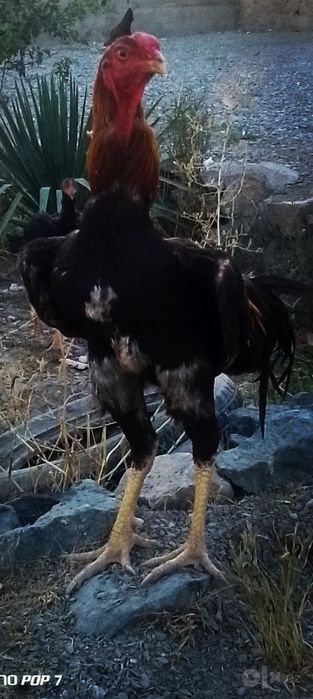 Sogʻlom zoti toza