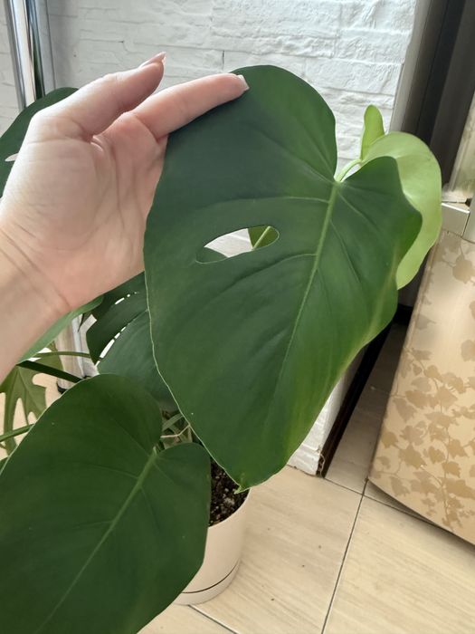 Монстера 2 черенка в горшке