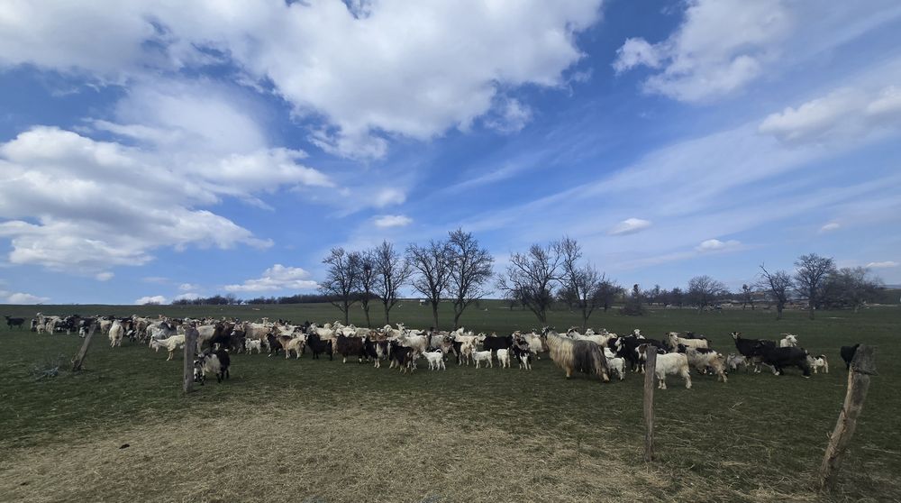 150 de capre cu iezi de vânzare
