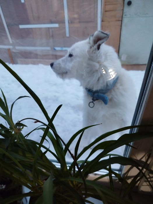 Кобель. Вязка. Бесплатно.