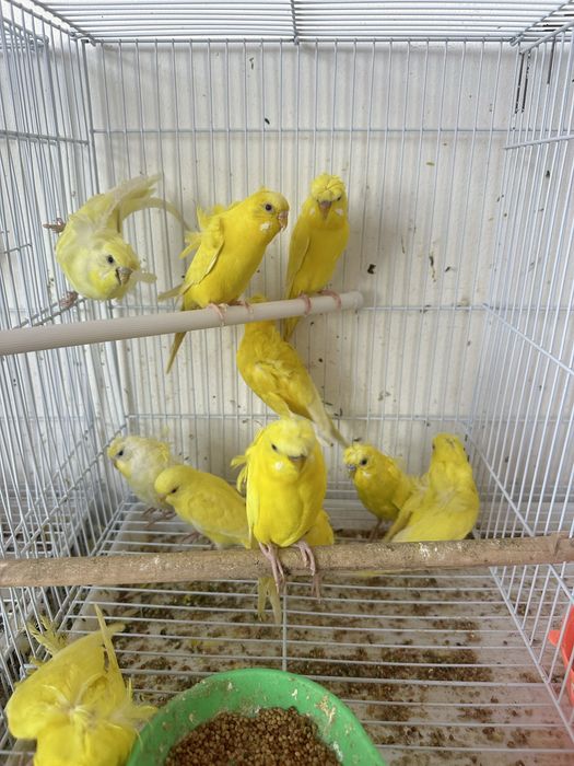 Продам попугая хагоромо птенца