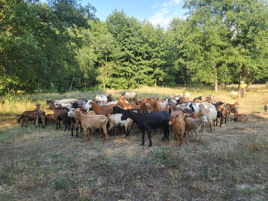 Vând turmă oi și capre