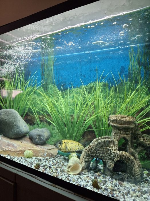 Akvarium sotiladi 200 litrli