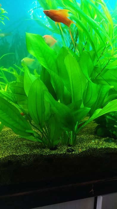 Продам аквариумное растение