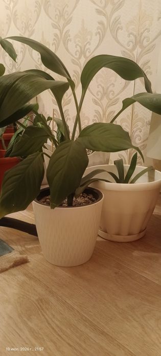 Продам 7 шт цветы в горшках