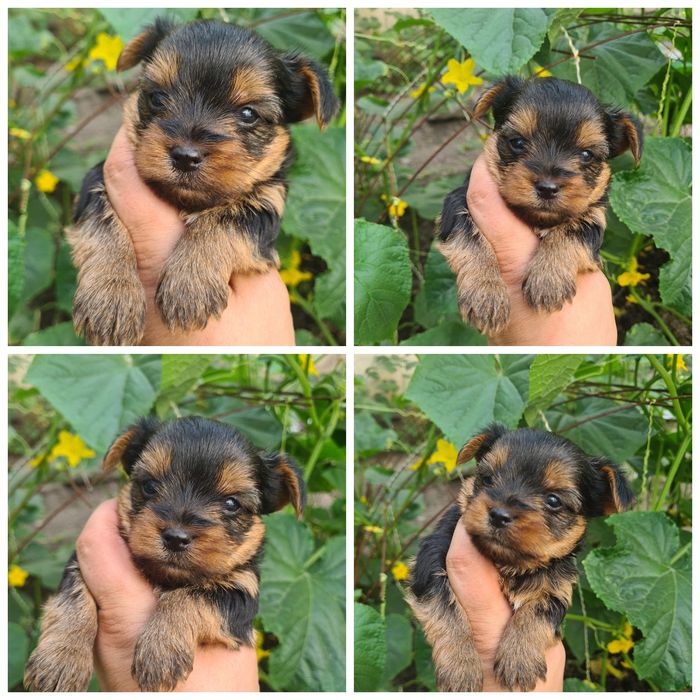 Продам щенков йоркширского терьера.