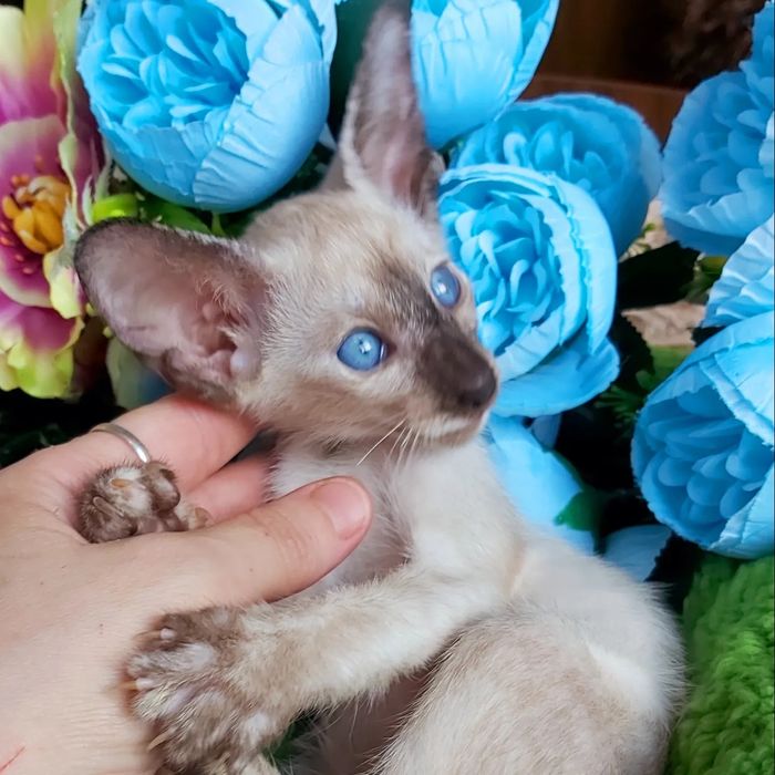 Ориенталы и Сиамы .  Котята