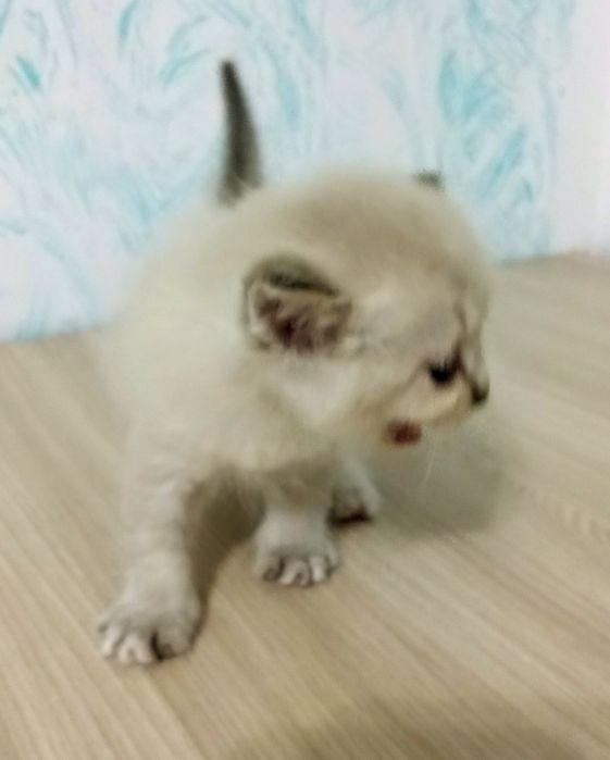 Котята очень умныйе