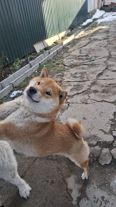 Племенной Сиба-ину