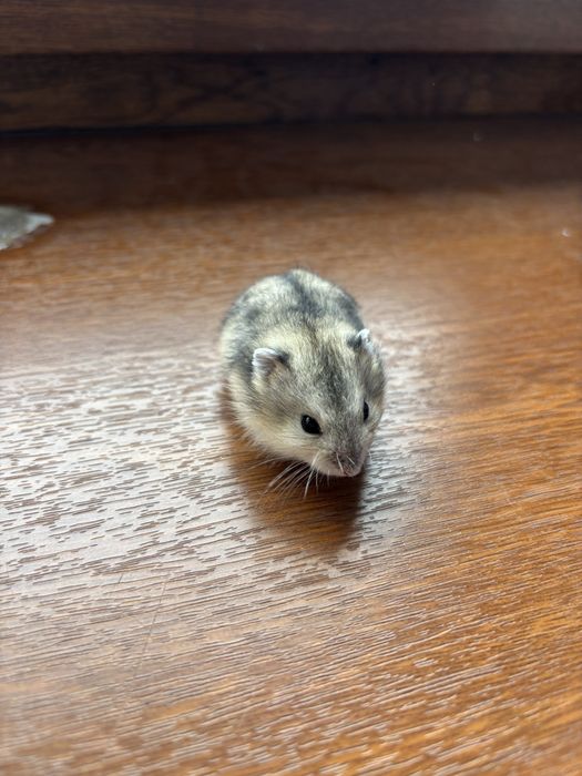 Хомяки джунгарские