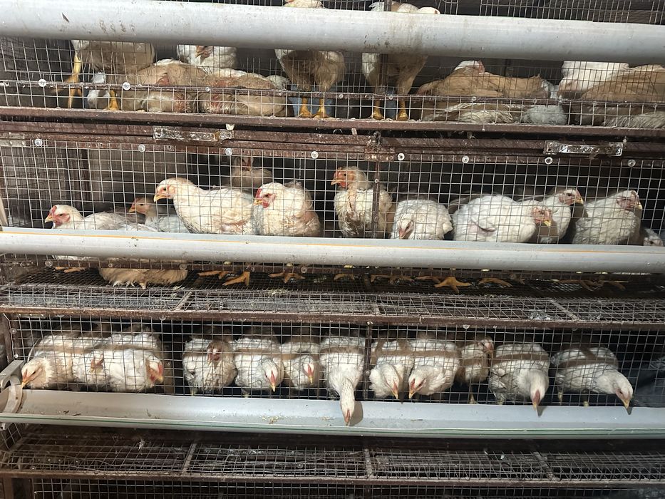 Бройлеры 20 дней