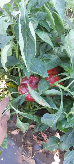 Bihar si Meteorit de vânzare F1 ,Luciu ialomita