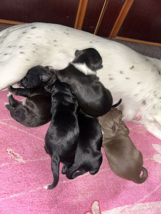 Отдам щенков спаниеля