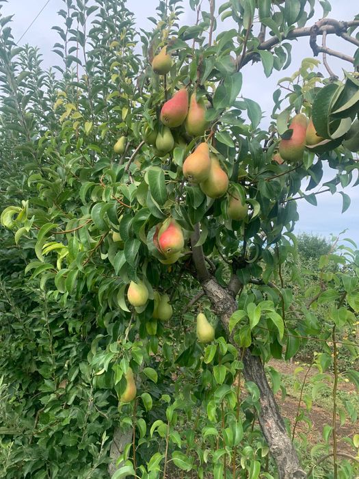 Gem si dulceata bio din fructe